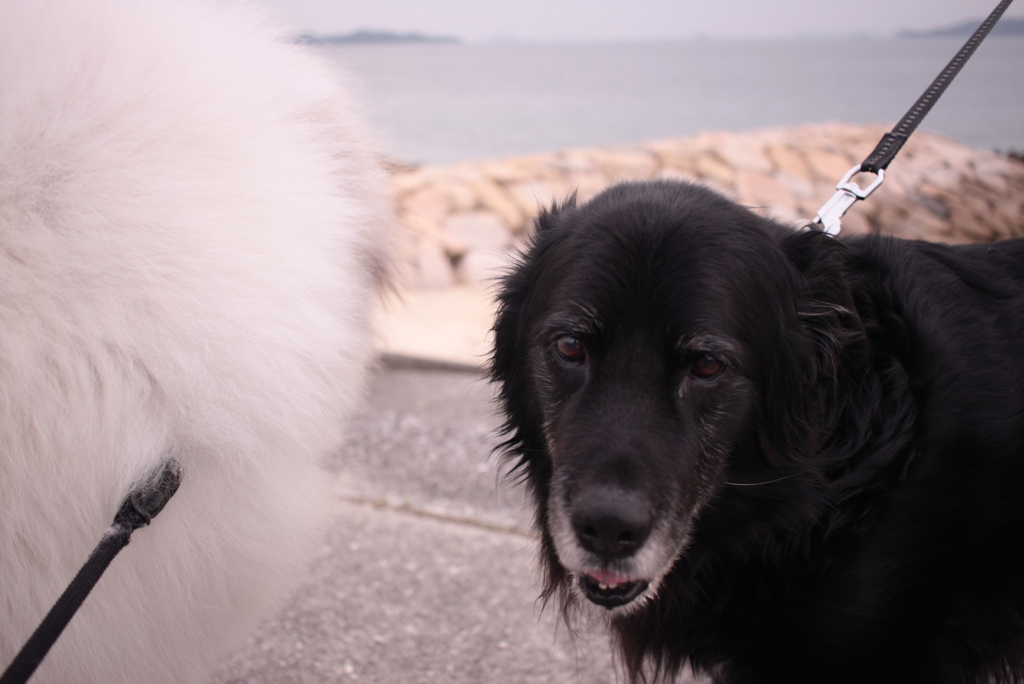 ココちゃんとラブちゃん