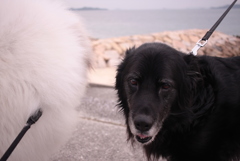 ココちゃんとラブちゃん