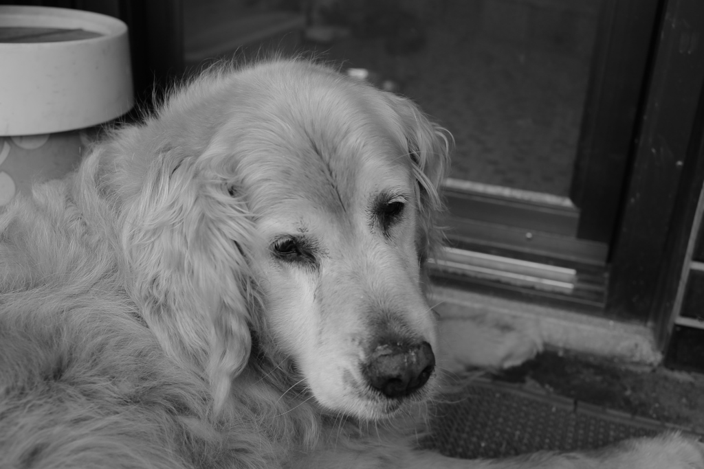 お宿番してるみゅうちゃん＠北条水軍ユースホステル