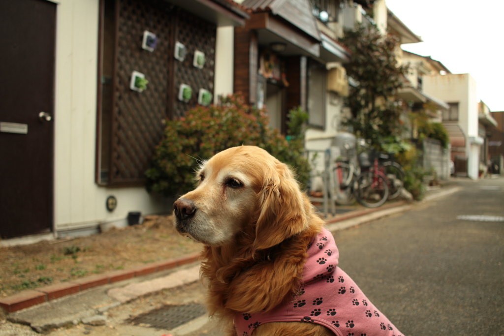 2017写し収めはみゅうちゃん