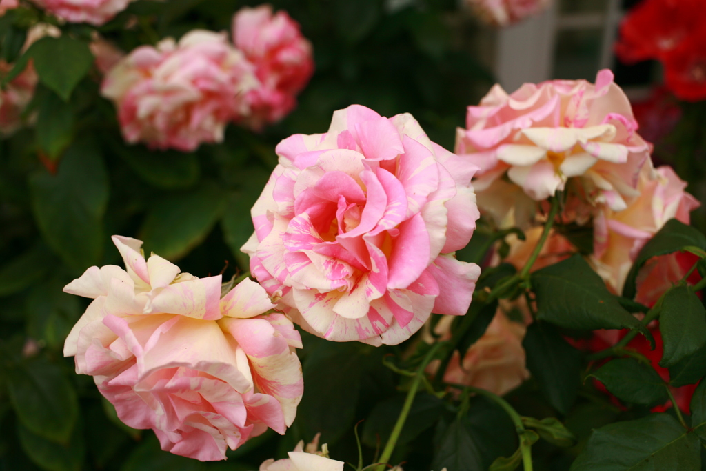 ココさん所のバラ