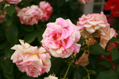 ココさん所のバラ