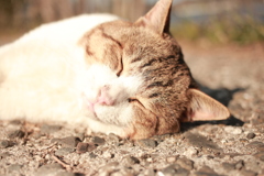 ひなたぼっこしてるトム君