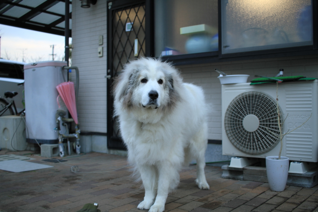 番犬してるココさん