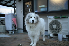 番犬してるココさん