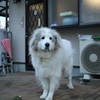 番犬してるココさん