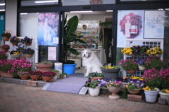 今日もココ様は元気