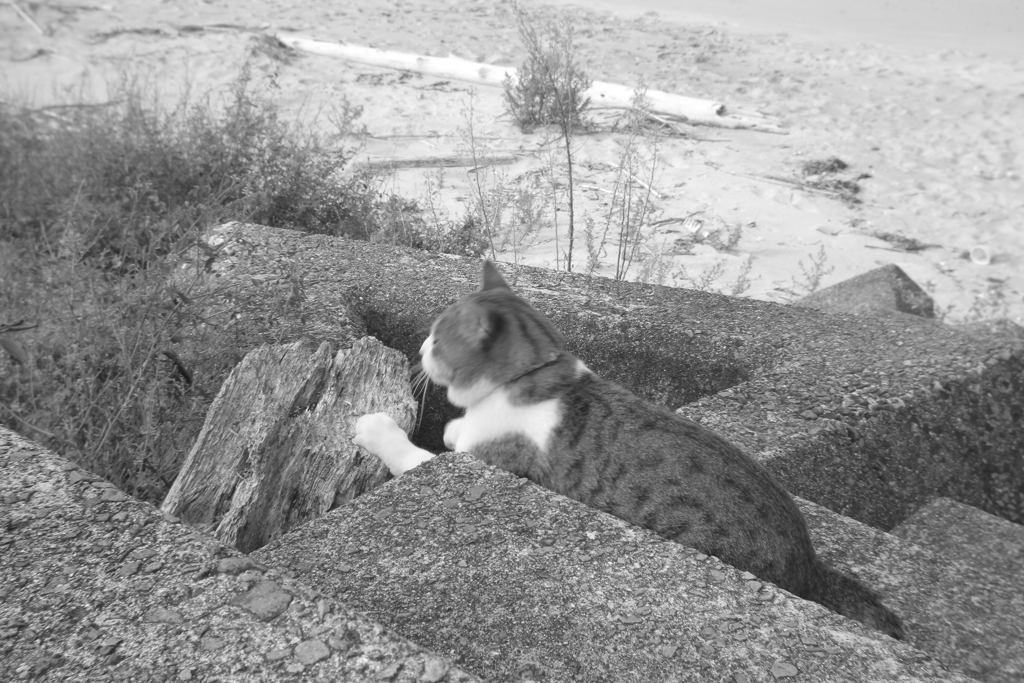 爪とぎしてるトム君　朝