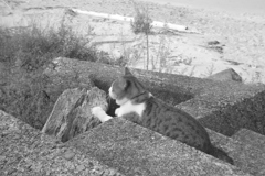 爪とぎしてるトム君　朝