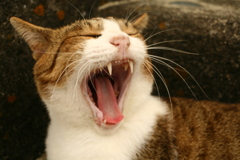 あくびしてるトムくん