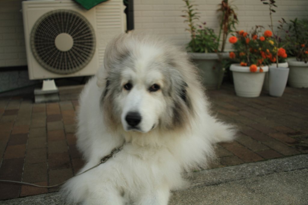 ほんわかしてるココ様