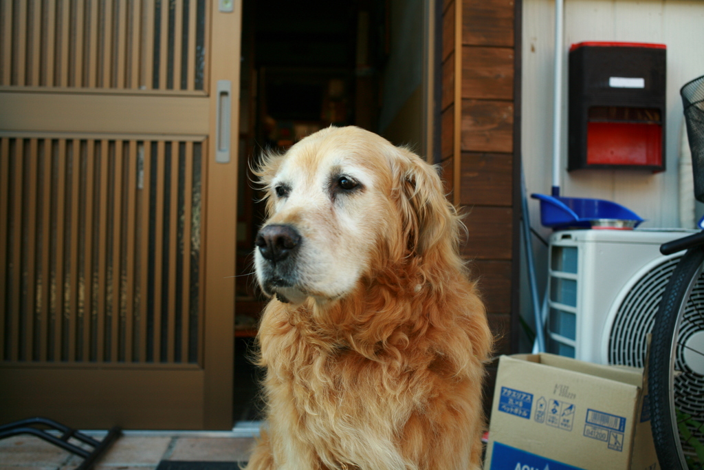 お宿番してるみゅうちゃん