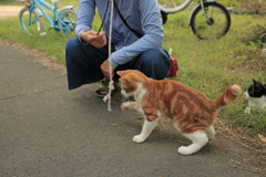 遊んでもらうにゃんこ