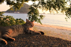 ねこ