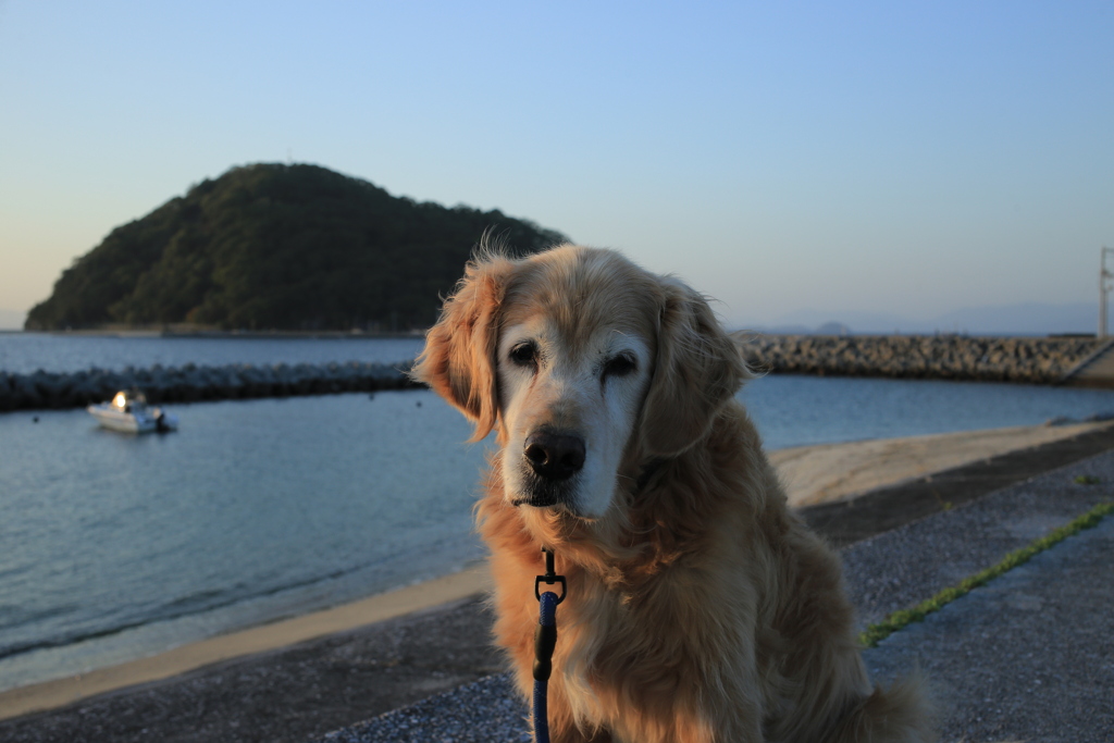 みゅうちゃんと散歩