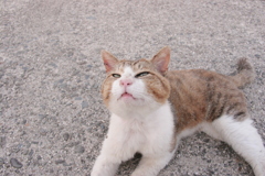 かわいいかわいいトム君