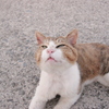 かわいいかわいいトム君