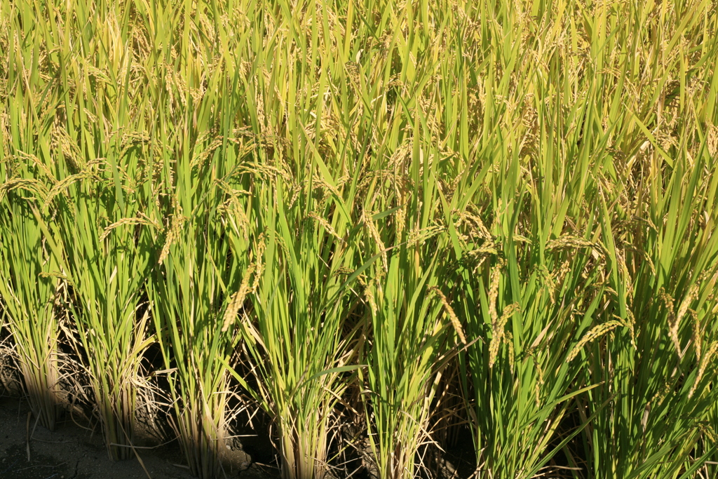 稲穂