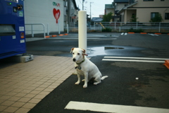 ドラッグストアでお留守番してるククルちゃん