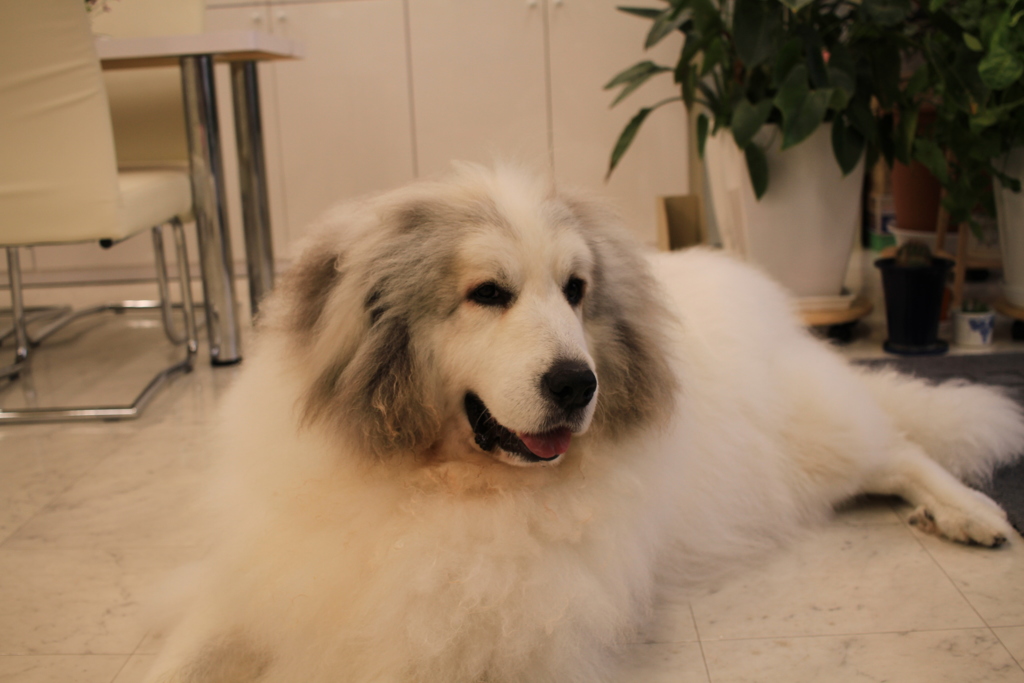 お店番してるココさん