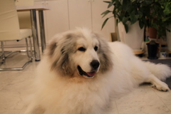 お店番してるココさん