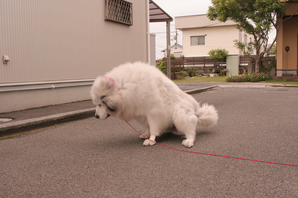 ココさんの頑張ります！！