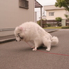 ココさんの頑張ります！！