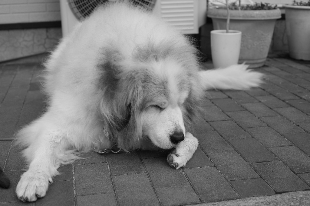 肉球が気になるココさん