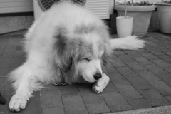 肉球が気になるココさん