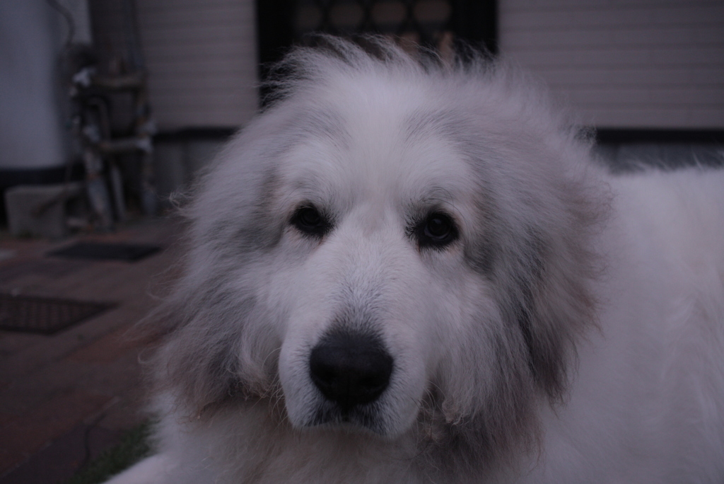 ココちゃん＠おかべ薬局