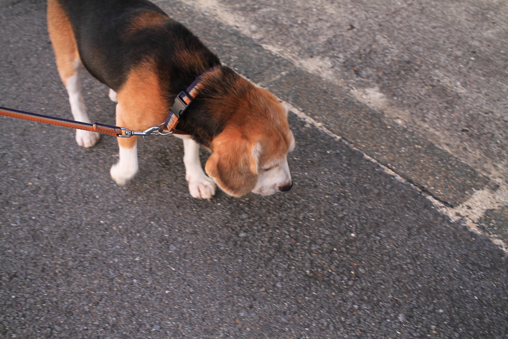 散歩してるハチ君