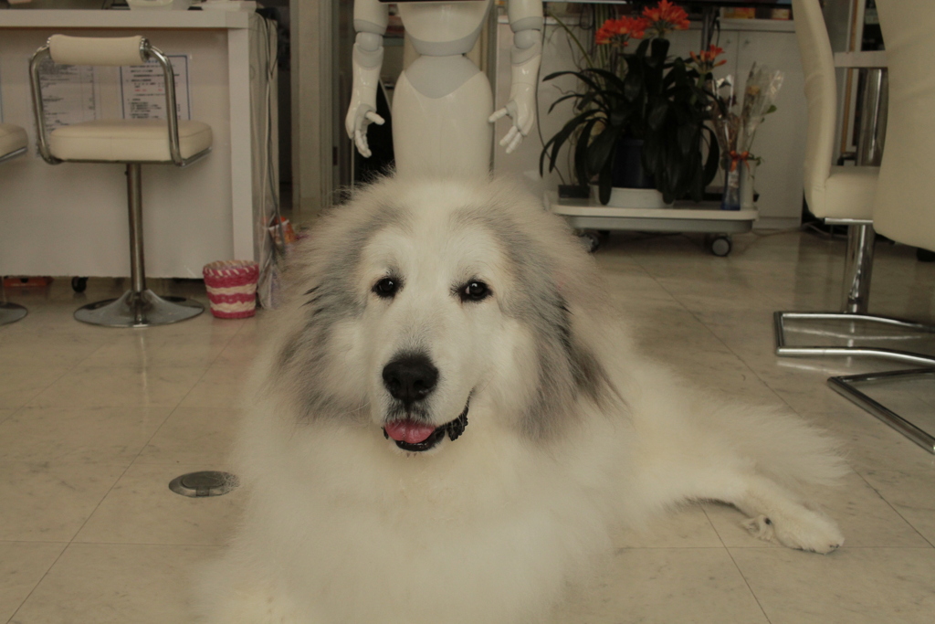 今日もかわいいココさん