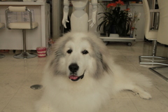 今日もかわいいココさん