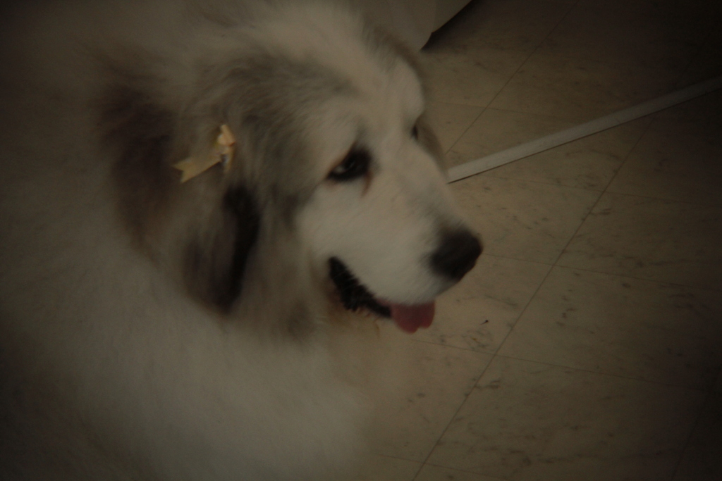 Eos7D＋Holga toy lens