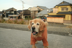 煮干しが欲しくて吠えてるみゅうちゃん