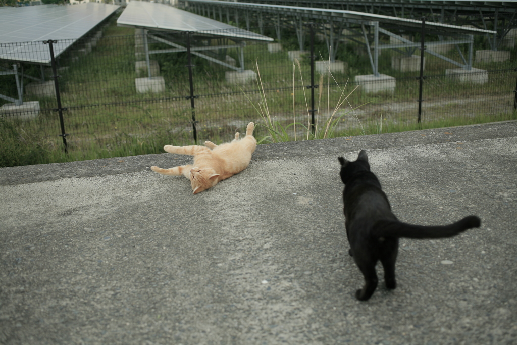 ジジとちびトラちゃん