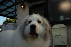 元気なココさん