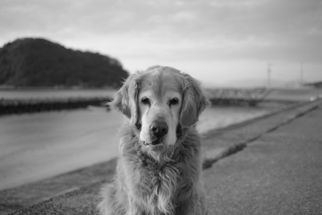 みゅうちゃんと散歩