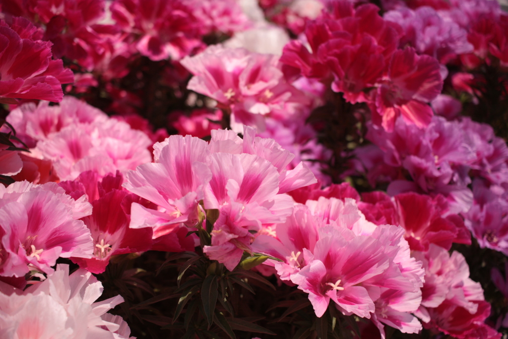 ココちゃんところの花