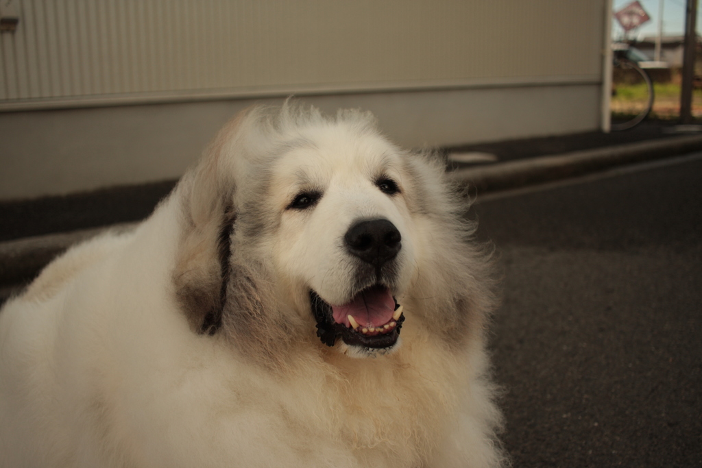 今日も番犬してるココちゃん