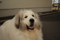 今日も番犬してるココちゃん