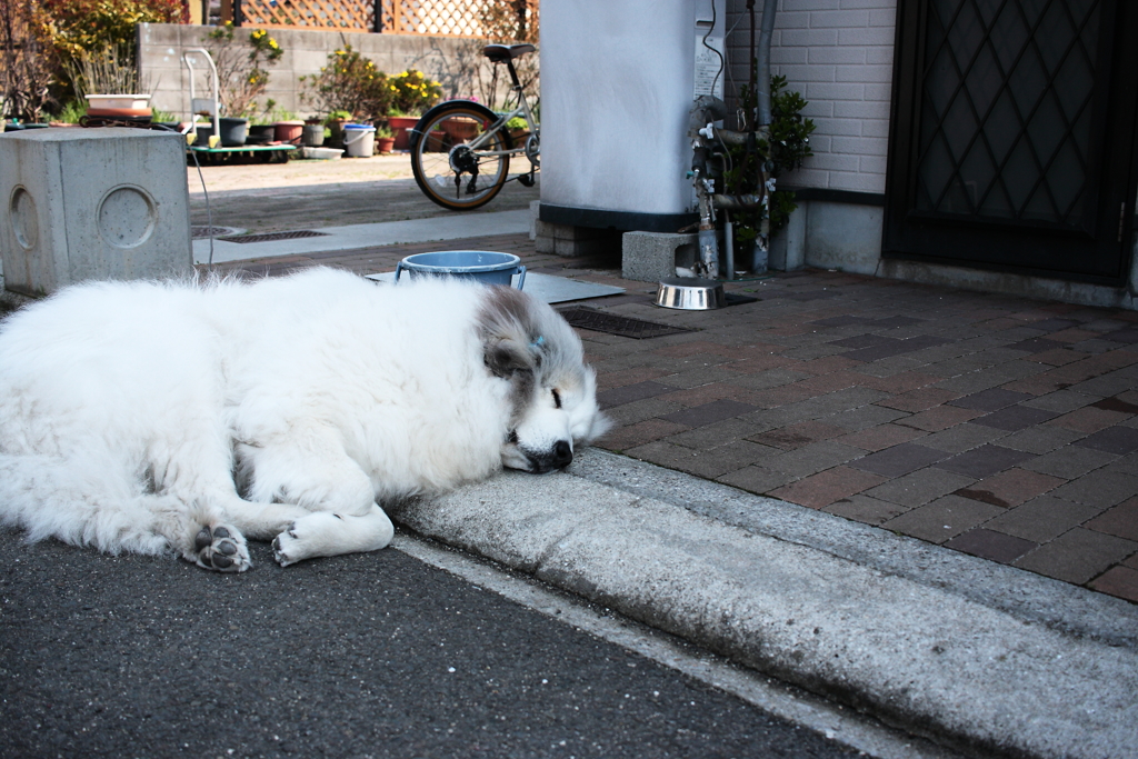 居眠りモンスターココちゃん