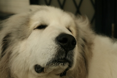 今日もかわいいココさん