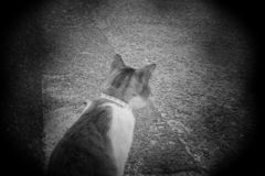 shot by Holga toy lens