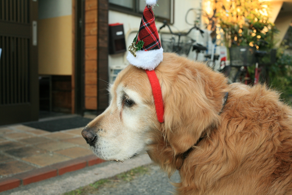 クリスマスバージョンのみゅうちゃん