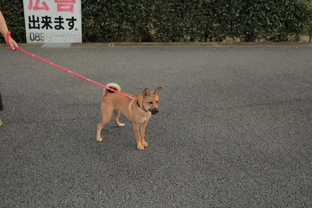 チャチャちゃん