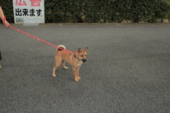 チャチャちゃん