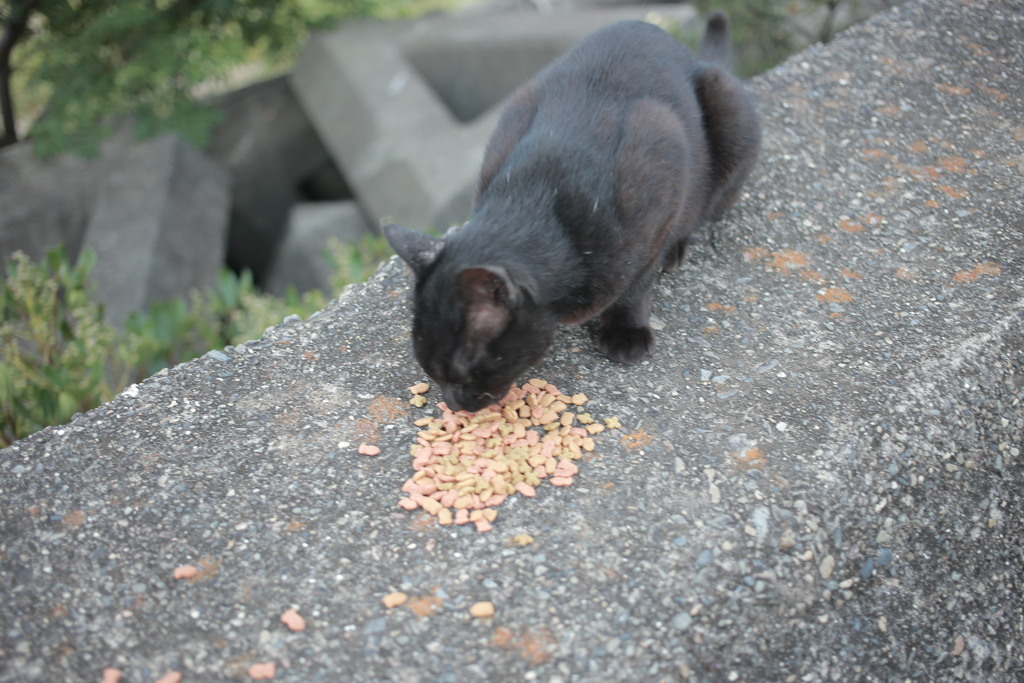 おまんまおいしい