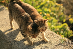 大好き