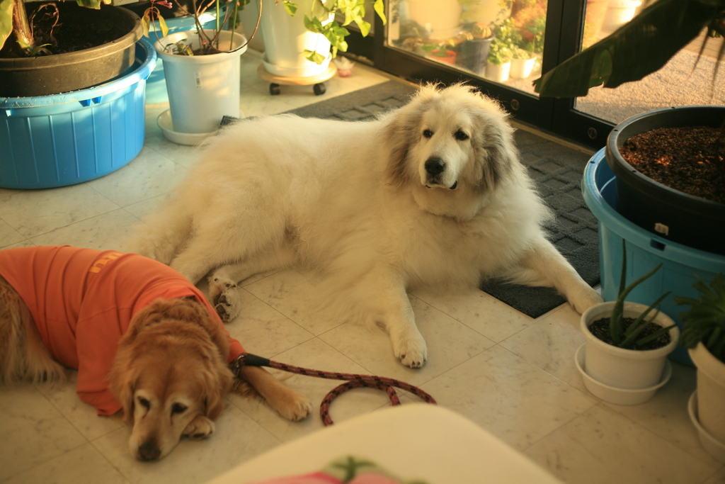 みゅうちゃんとココちゃん